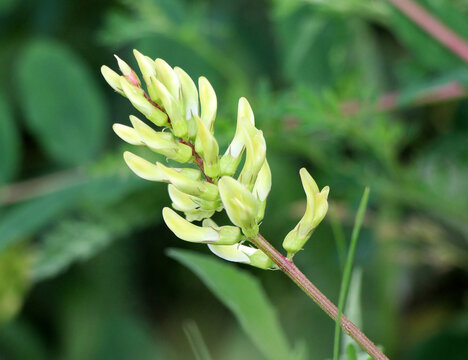 Licorice milkvetch (Astragalus glycyphyllos) grows in nature