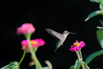 Hovering ruby throated hummingbird pollenating among colorful wildflowers in full bloom.  © Mark