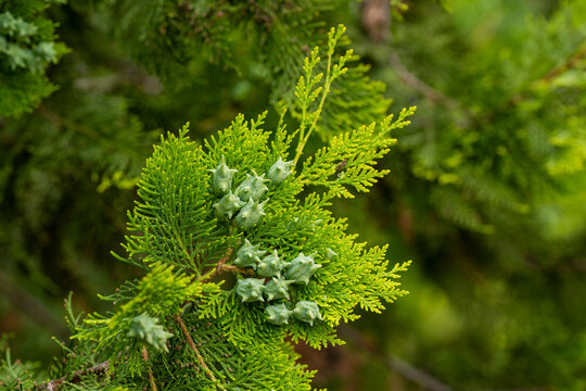 Conos femeninos de platycladus orientalis, , tuya oriental o &aacute;rbol de la vida en primavera