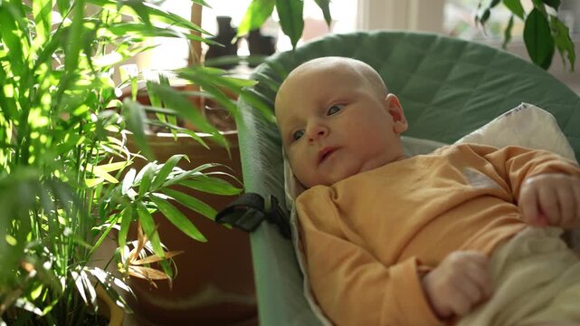 Adorable newborn infant relaxing in a baby bouncer next to a sunlit window with green houseplants, looking around with curiosity and showing signs of early childhood development