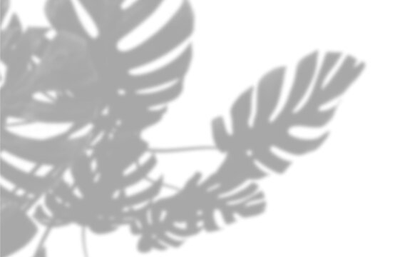 Soft tropical monstera leaf silhouette overlay with shadow overlay on transparent background