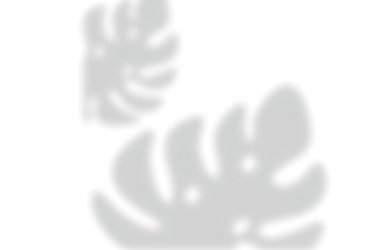 Soft tropical monstera leaf shadow overlay design with blurred shadow on transparent background