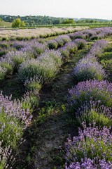 Naklejka premium Endless rows of vibrant purple lavender bloom under a bright summer sky, inviting calm