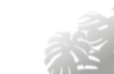 Soft tropical monstera leaf shadow overlay for creative design projects on transparent background © Kafayet