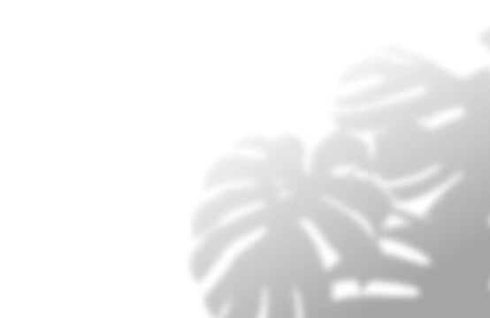 Soft tropical monstera leaf shadow overlay for creative design projects on transparent background