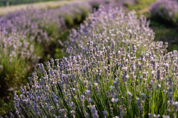 Obraz premium Vibrant lavender flowers stretch across a peaceful countryside landscape in summer