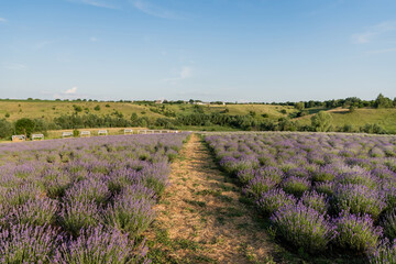 Naklejka premium Vibrant purple lavender flowers flourish in a peaceful summer landscape