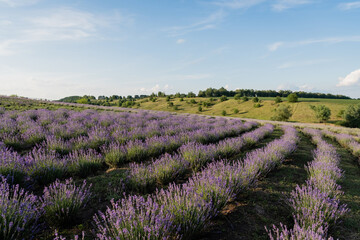 Naklejka premium Vibrant purple lavender thrives under a clear sky, inviting tranquility