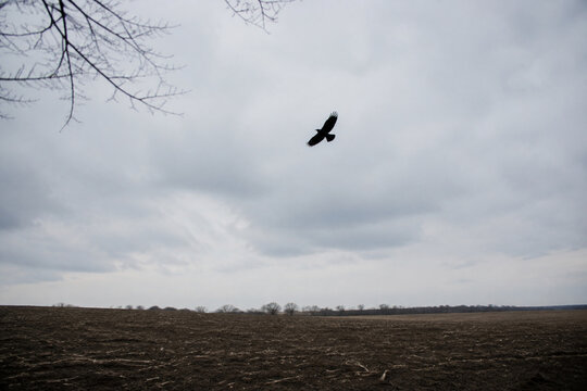 Black crow flying over empty plowed field under overcast sky, omen and augury concept