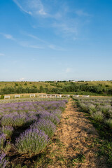 Naklejka premium A vibrant lavender field stretches under a clear summer sky, showcasing natures beauty