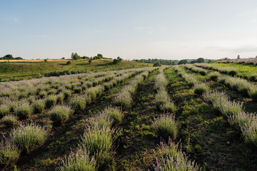 Naklejka premium Purple lavender blooms fill the landscape, creating a peaceful and serene summer scene