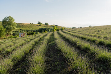 Naklejka premium Vibrant purple lavender stretches across the countryside under summer light