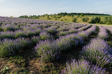 Naklejka premium Purple lavender flowers flourish in rows, offering a calm and peaceful landscape