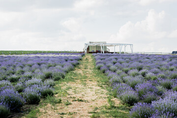 Naklejka premium A breathtaking view of blooming lavender fields radiates tranquility