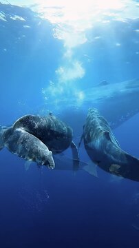 Una ballena jorobada y su cr&iacute;a nadando juntas en las profundidades de un oc&eacute;ano azul cristalino iluminado por rayos de sol.