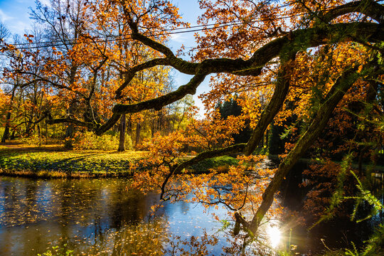 Golden leaves frame a tranquil pond's surface