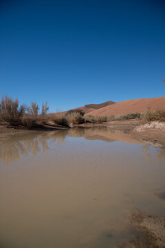 Ephemeral Oasis at Sossusvlei