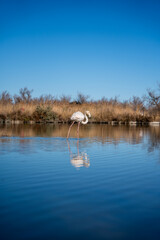 Oiseaux sauvages de différentes espèces dans leur environnement naturel © PRODUCTION 120