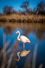 Oiseaux sauvages de différentes espèces dans leur environnement naturel © PRODUCTION 120