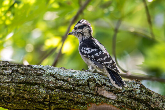 Juvenile downy woodpecker perched on a tree branch.