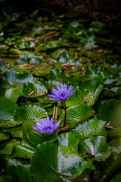 plantes et fleurs