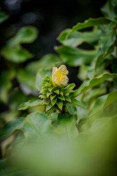 plantes et fleurs