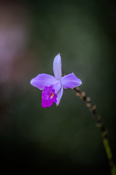 plantes et fleurs