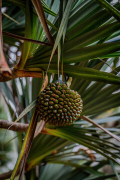 plantes et fleurs