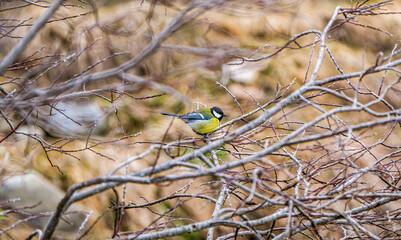 Oiseaux sauvages de différentes espèces dans leur environnement naturel © PRODUCTION 120