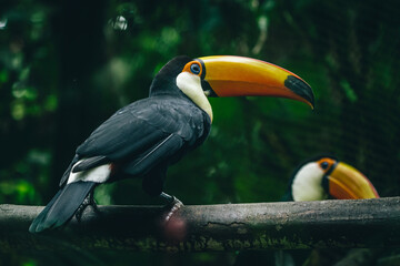 Oiseaux exotiques et papillons dans un environnement naturel © PRODUCTION 120