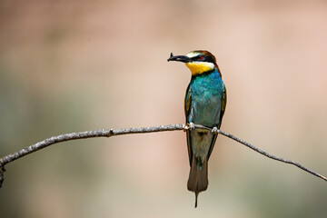 Obraz premium Bee-eater perched on a branch, with an insect in its beak