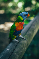 Oiseaux exotiques et papillons dans un environnement naturel © PRODUCTION 120
