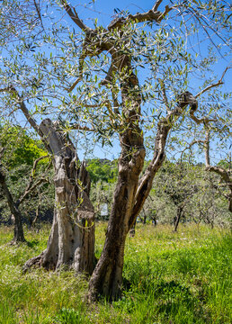 Alter Olivenbaum (Olea europaae) mit knorrigem, dunklen Hauptstamm in einem von gr&uuml;nem Gras bewachsenen Olivenhain, Toskana, Italien