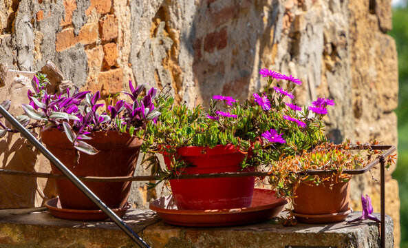 Pflanzen und Blumen an den Hausw&auml;nden und in den engen Gassen der sch&ouml;nen Stadt Pienza inmitten der Toskana, Provinz Siena, Italien
