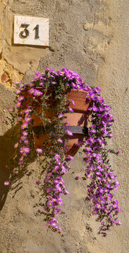 Pflanzen und Blumen an den Hausw&auml;nden und in den engen Gassen der sch&ouml;nen Stadt Pienza inmitten der Toskana, Provinz Siena, Italien