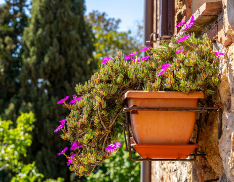 Pflanzen und Blumen an den Hausw&auml;nden und in den engen Gassen der sch&ouml;nen Stadt Pienza inmitten der Toskana, Provinz Siena, Italien