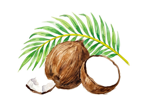 Watercolor coconut fruit with palm leaf isolated on white background