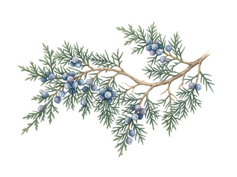 Watercolor juniper branch with blue berries isolated on white background