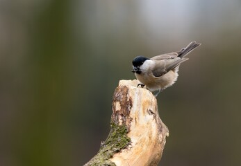 Marsh tit (Poecile palustris) © Hana