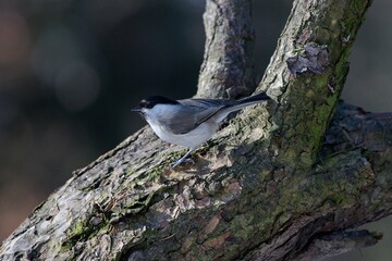 Marsh tit (Poecile palustris) © Hana
