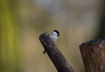 Marsh tit (Poecile palustris) © Hana