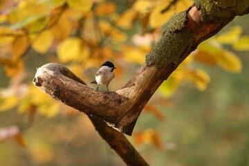 Marsh tit (Poecile palustris) © Hana