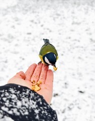 A great tit perches on a human hand to eat walnut pieces outdoors on a snowy winter background. © Oksana  Sukhoverko 