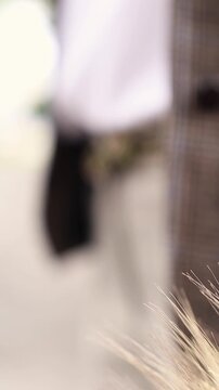 Close-up of dried wheat spikelets bouquet in natural light. Concept of agricultural harvest, rural botany flora, organic nature, and autumn farm crop