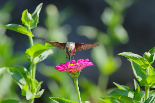 Red throated hummingbird hovering around wildflowers in garden. 
