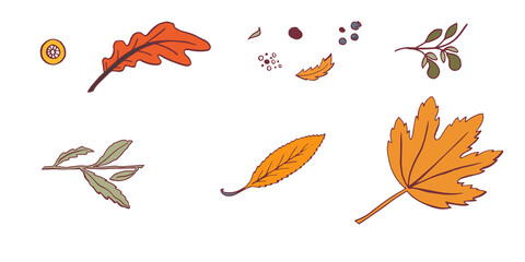 Botany orange slate blue, soft mauve, mustard yellow, sage green, leavs and branches. Beautiful hand drawn design template. Botanical set no background © vickonsky