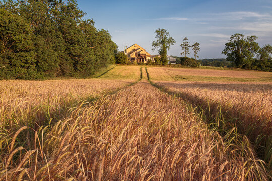 Golden Wheat Field and Rural Farm at Dalham, Suffolk, England