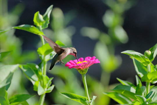 Red throated hummingbird hovering around wildflowers in garden. 