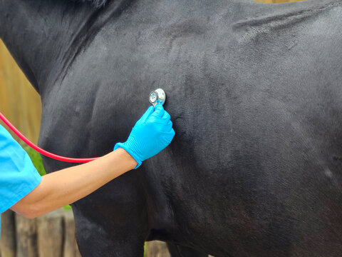 Vet checks the health of a large animal using a stethoscope