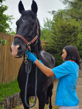 Veterinarian examining a horse in a grassy
